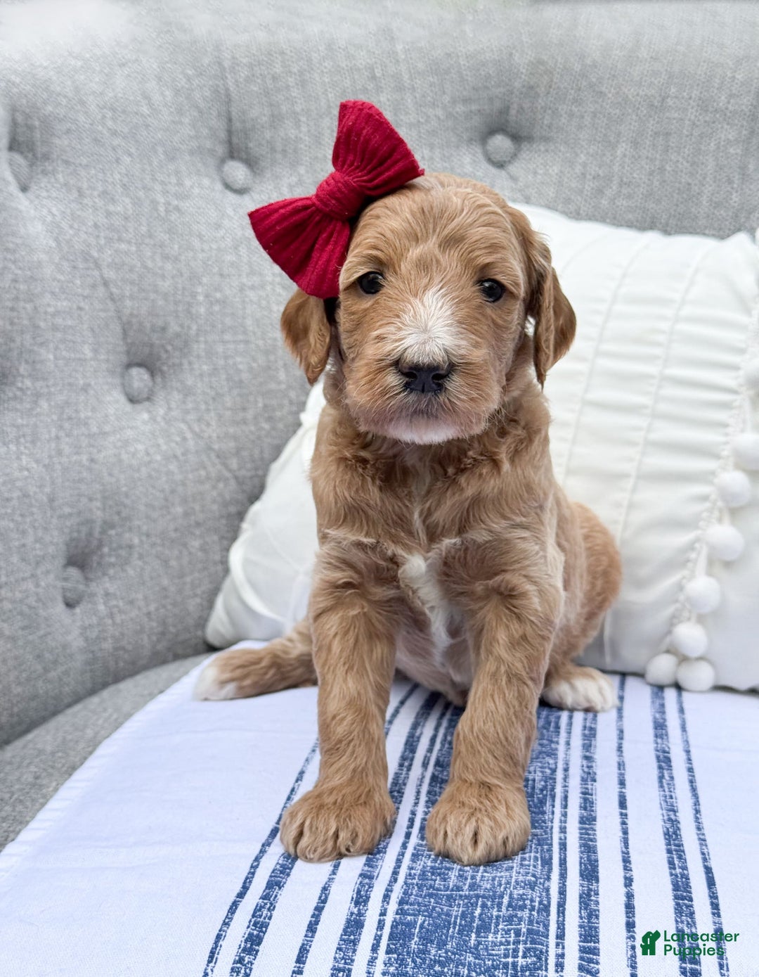 Goldendoodle dogs for sale: Virginia - Image 7