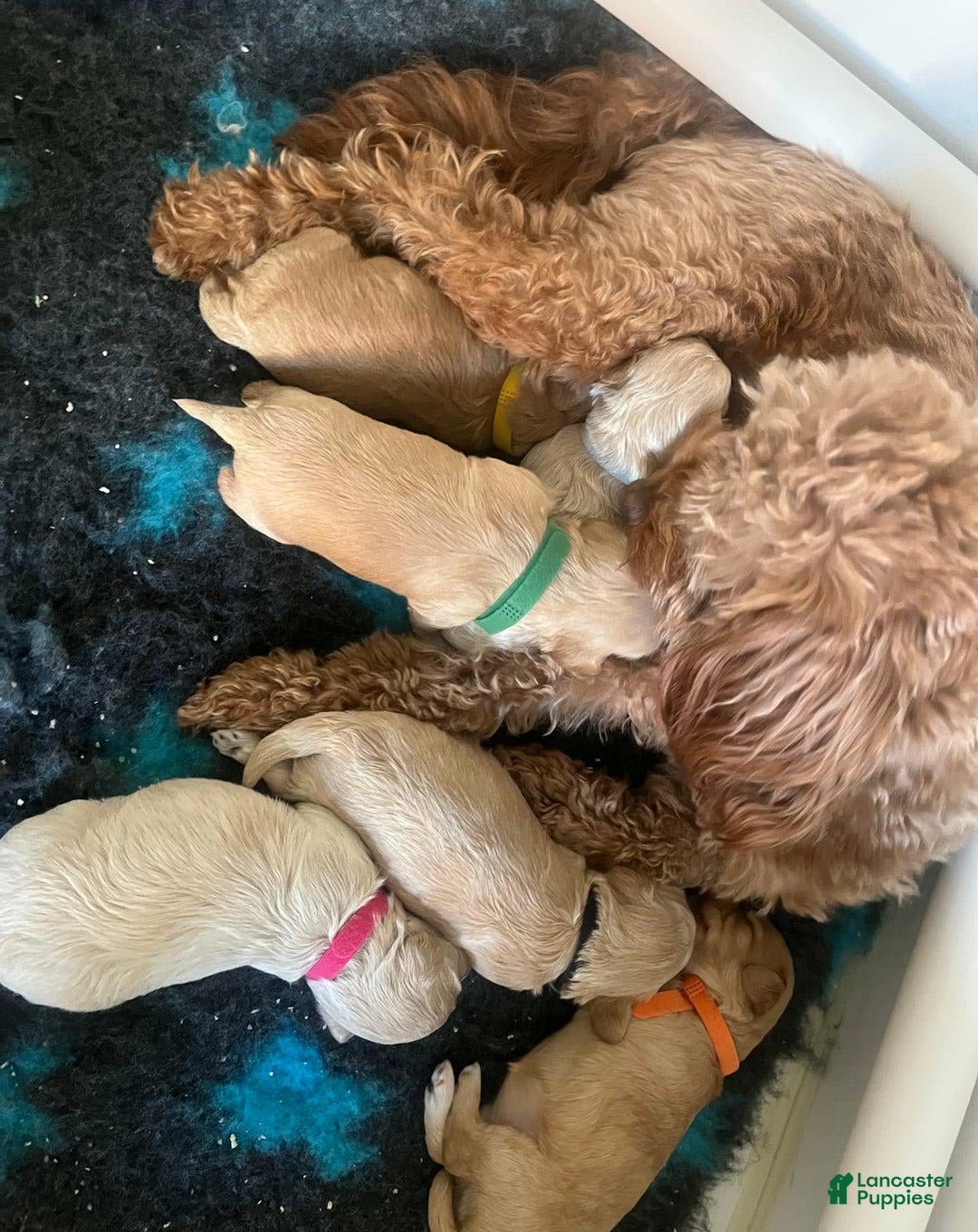 Maltipoo dogs for sale: Dora - Image 4