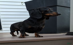 Miniature Dachshund dogs for sale: Freddie - Image 16