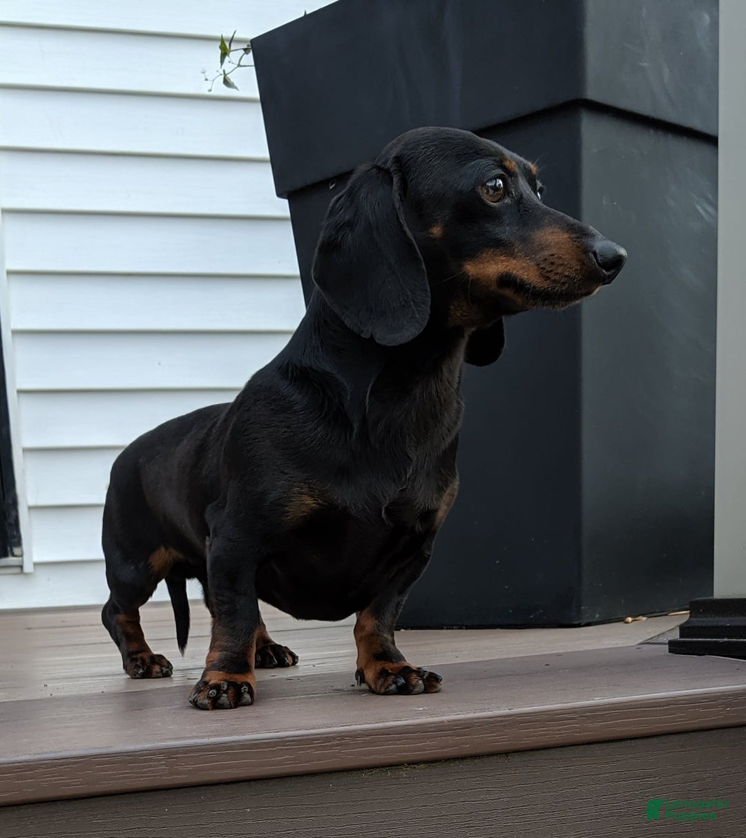 Miniature Dachshund dogs for sale: Freddie - Image 16