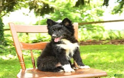 Border Collie dogs for sale: Paris - Image 9