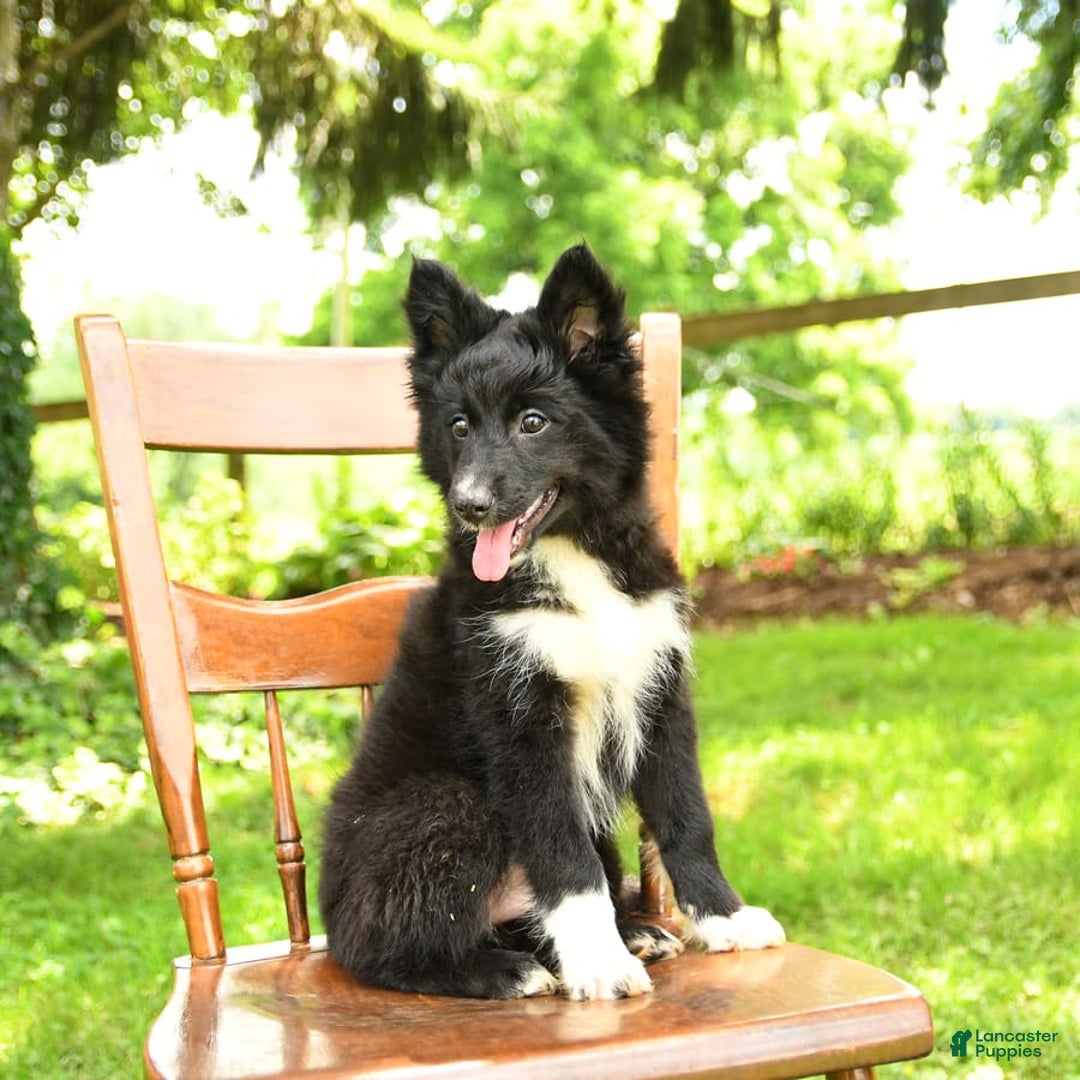 Border Collie dogs for sale: Paris - Image 9