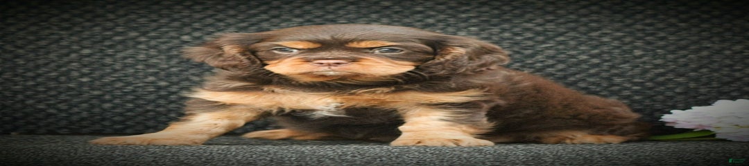 Tootsie