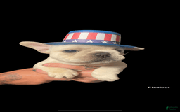 French Bulldog dogs for sale: Flurry - Image 1