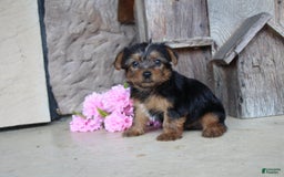 Yorkshire Terrier dogs for sale: Rubble - Image 2