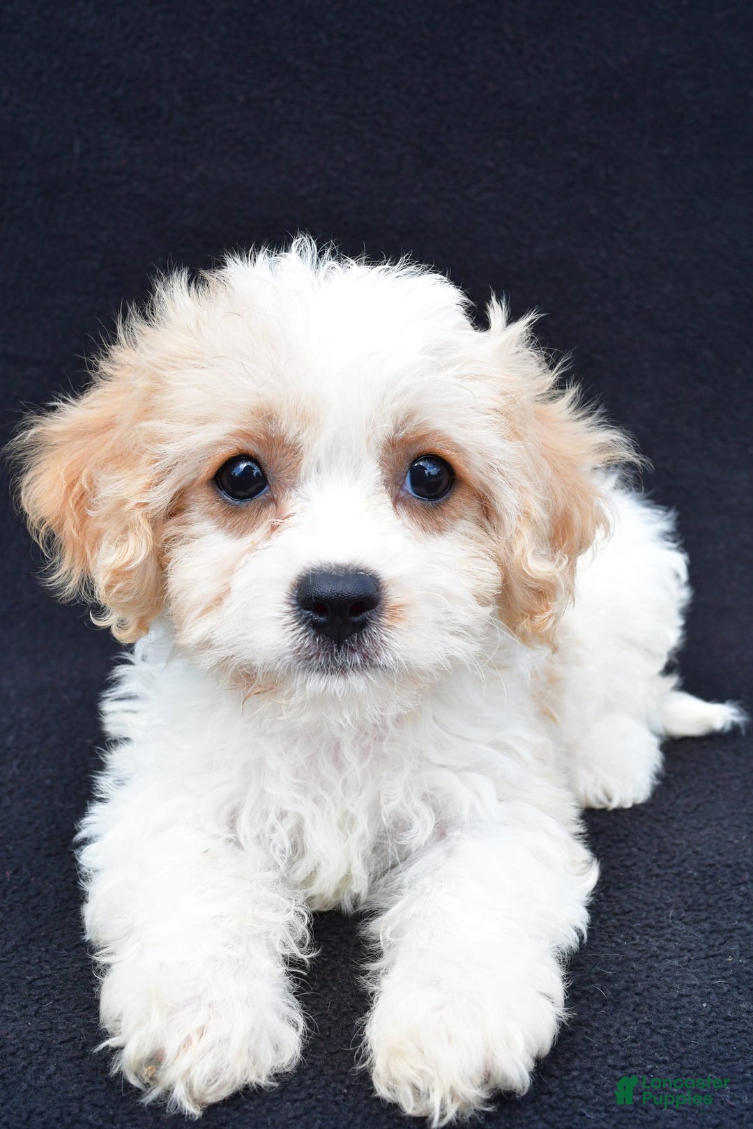 Cavachon dogs for sale: Brook - Image 5