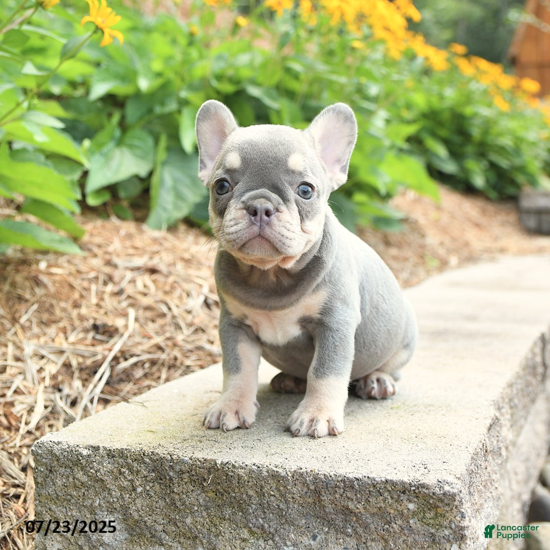 Frenchton dogs for sale: Remi - Image 3