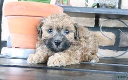 Shihpoo dogs for sale: Shih-Poo 5 puppies - Image 6