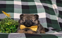 Pomeranian dogs for sale: Kegan - Image 2