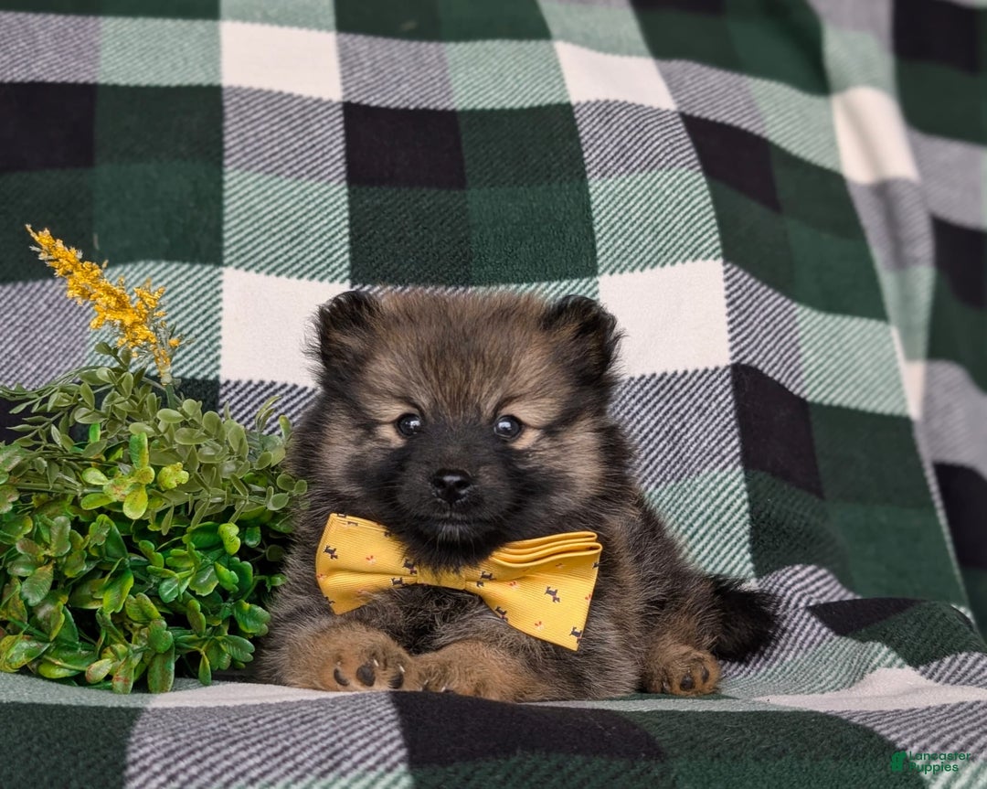 Pomeranian dogs for sale: Kegan - Image 2
