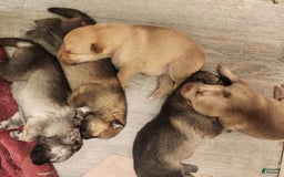German Shepherd dogs for sale: Spartan - Image 6