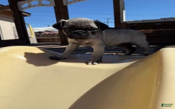 Pug dogs for sale: Pugs - Image 1