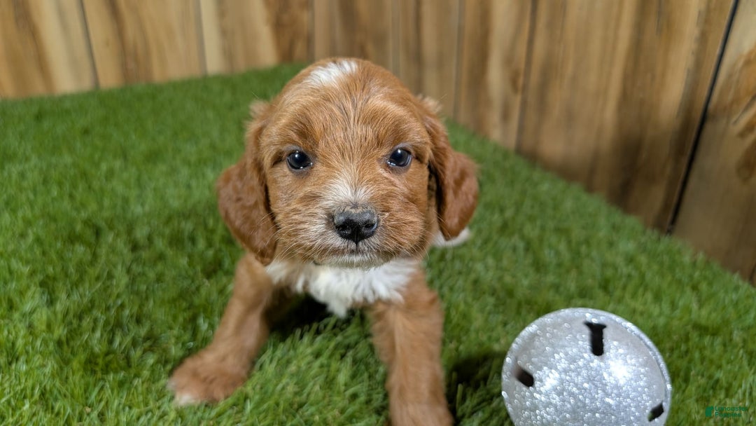 Cavapoo dogs for sale: Honeycomb Girl 9 - Image 3