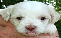Cockapoo dogs for sale: Sugar - Image 2