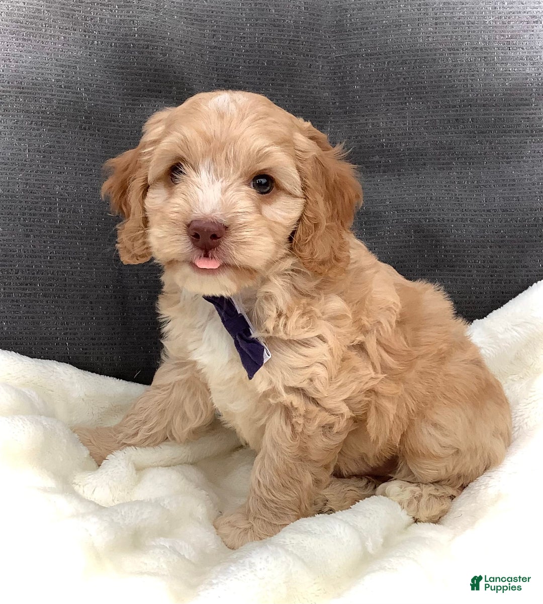 Cockapoo dogs for sale: Oliver - Image 8