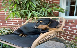 Miniature Bernese Mountain Dog dogs for sale: Rose - Image 3
