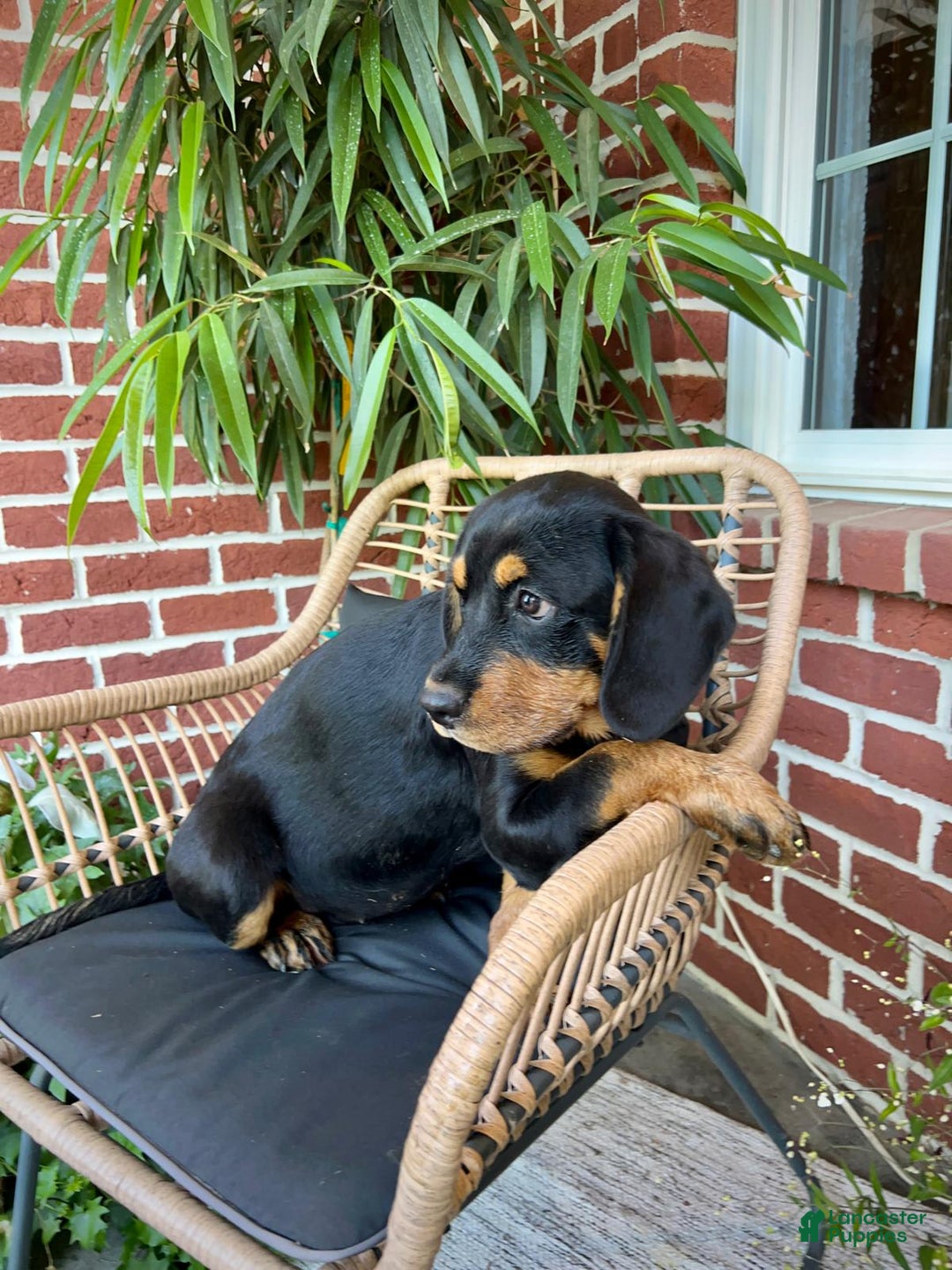 Miniature Bernese Mountain Dog dogs for sale: Rose - Image 3