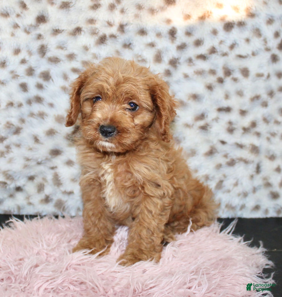 Cavapoo dogs for sale: Ivy - Image 1