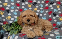 Cockapoo dogs for sale: Croydon - Image 2