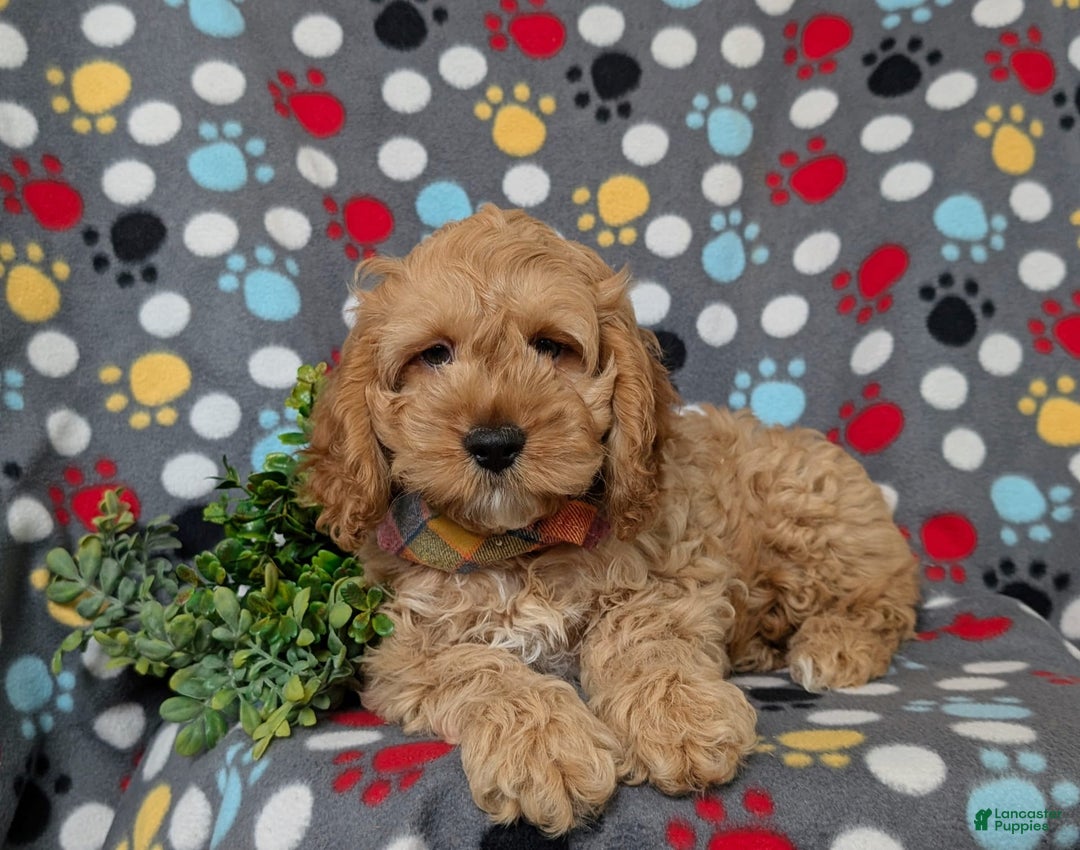 Cockapoo dogs for sale: Croydon - Image 2