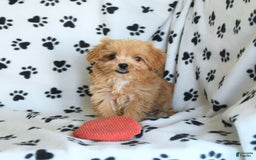 Cavapoo dogs for sale: Alex - Image 19