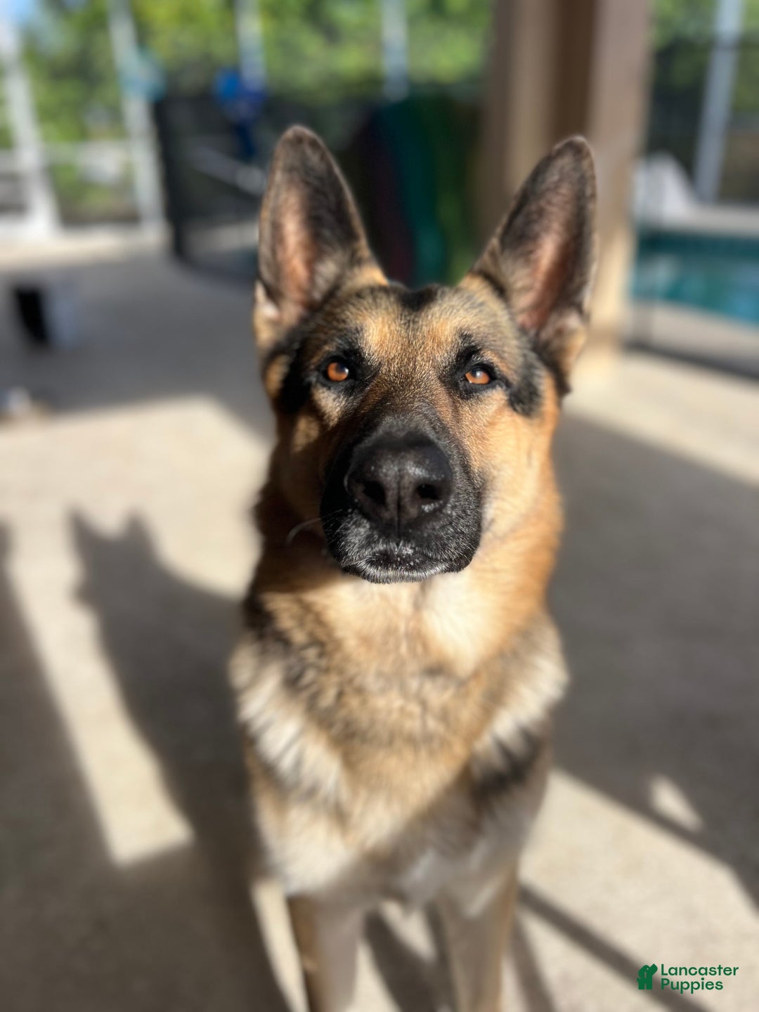 German Shepherd dogs for sale: Fern - Image 9