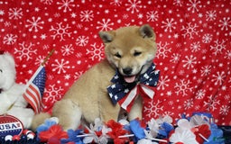 Shiba Inu dogs for sale: Larry - Image 59
