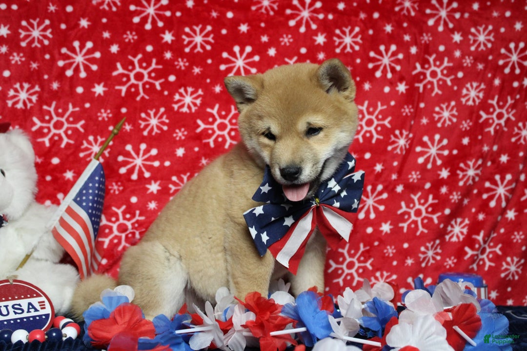 Shiba Inu dogs for sale: Larry - Image 59