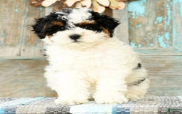 Cavapoo dogs for sale: Alexis - Image 7