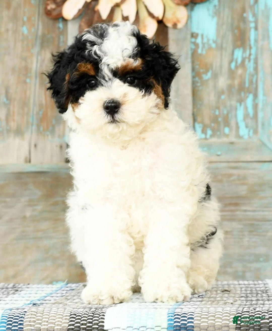 Cavapoo dogs for sale: Alexis - Image 7