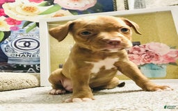 American Staffordshire Terrier dogs for sale: Fiyero - Image 10