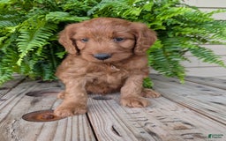 Goldendoodle dogs for sale: Ben - Image 34