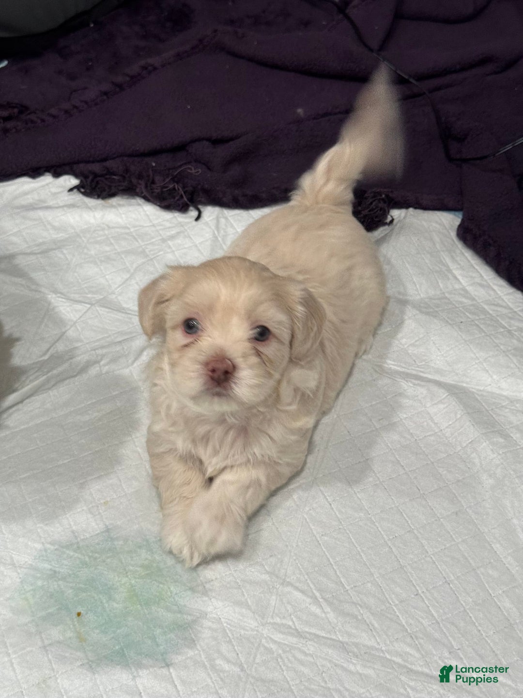 Shihpoo dogs for sale: Rover - Image 10