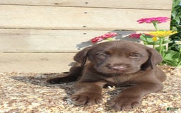Labrador Retriever dogs for sale: Alex - Image 8