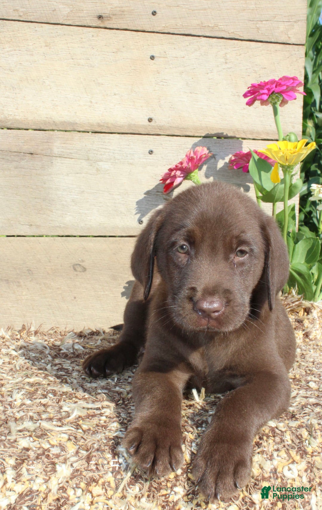 Labrador Retriever dogs for sale: Alex - Image 8