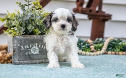 Cavapoo dogs for sale: Pookie - Image 3
