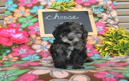 Miniature Poodle dogs for sale: Oakley - Image 24