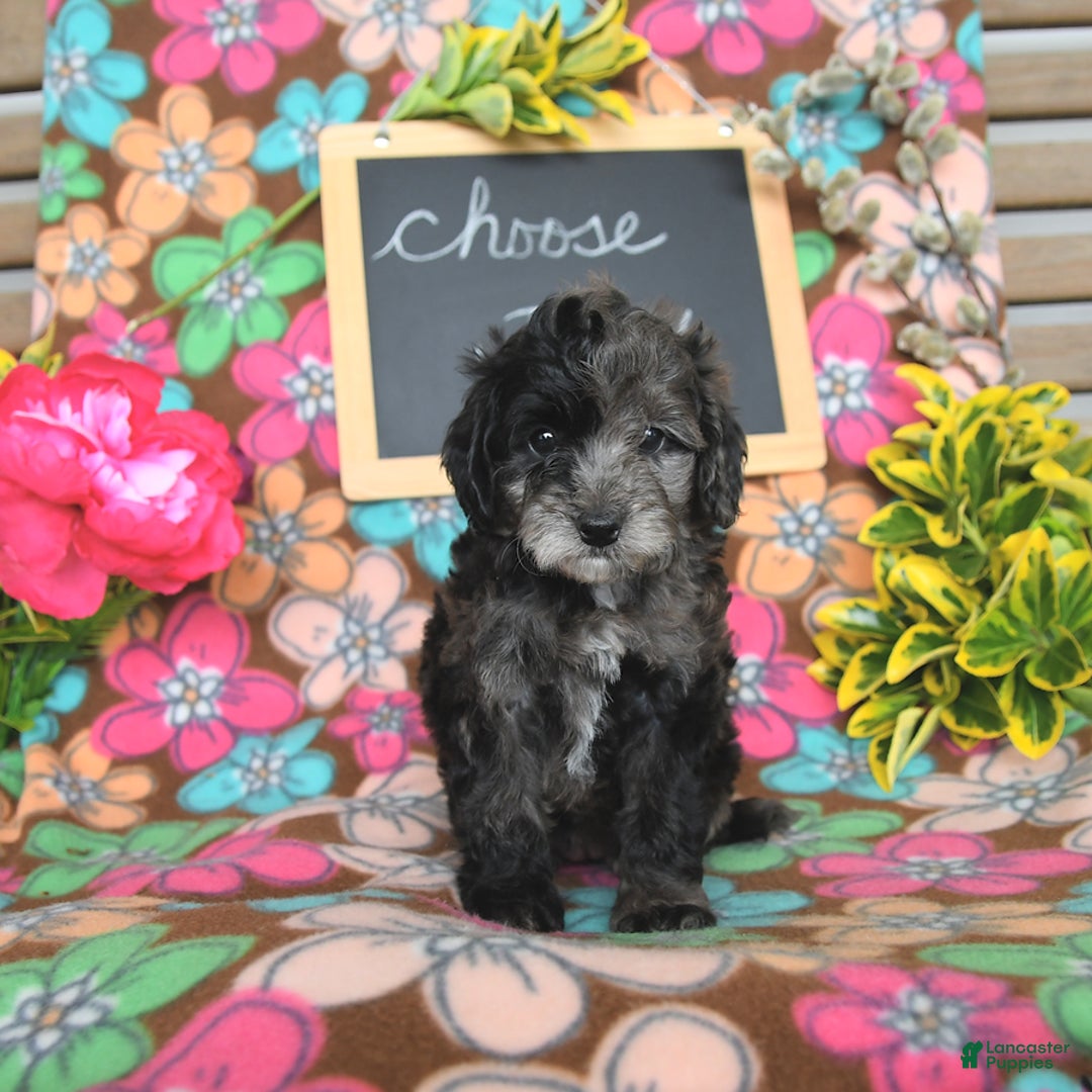 Miniature Poodle dogs for sale: Oakley - Image 24