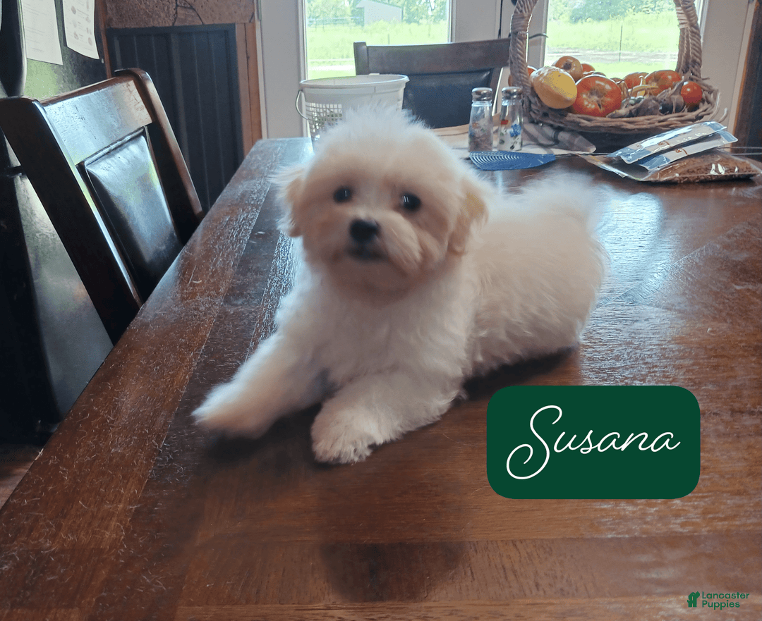 Malshi dogs for sale: Susana - Image 2