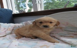 Golden Retriever dogs for sale: Truffle - Image 24