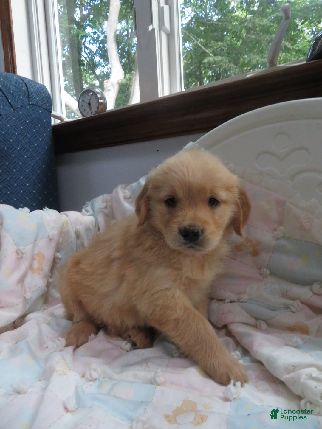 Golden Retriever dogs for sale: Truffle - Image 24