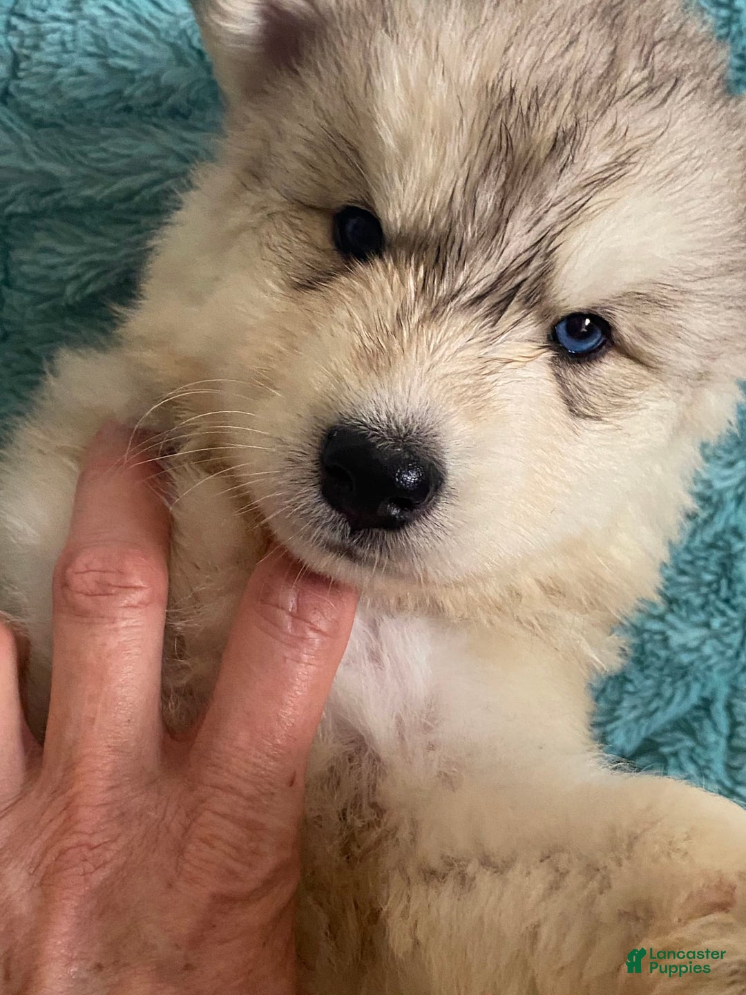 Siberian Husky dogs for sale: Maverick - Image 2