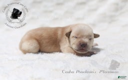 Cane Corso dogs for sale: "maximus" - Image 1