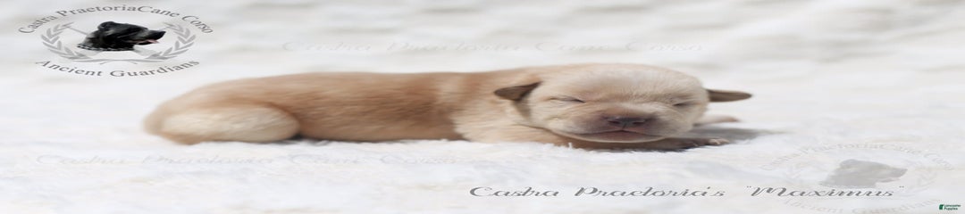 "maximus"