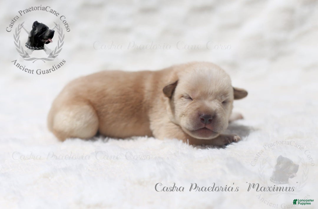 Cane Corso dogs for sale: "maximus" - Image 1