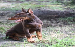 Doberman Pinscher dogs for sale: Atlas - Image 4