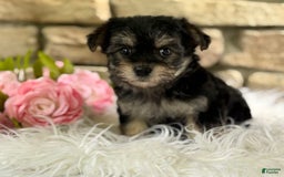 Morkie dogs for sale: ALEXIA - Image 4