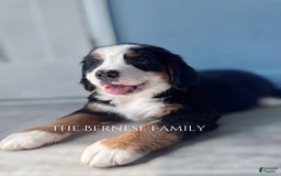 Bernese Mountain Dog dogs for sale: Female Big Blaze - Image 6