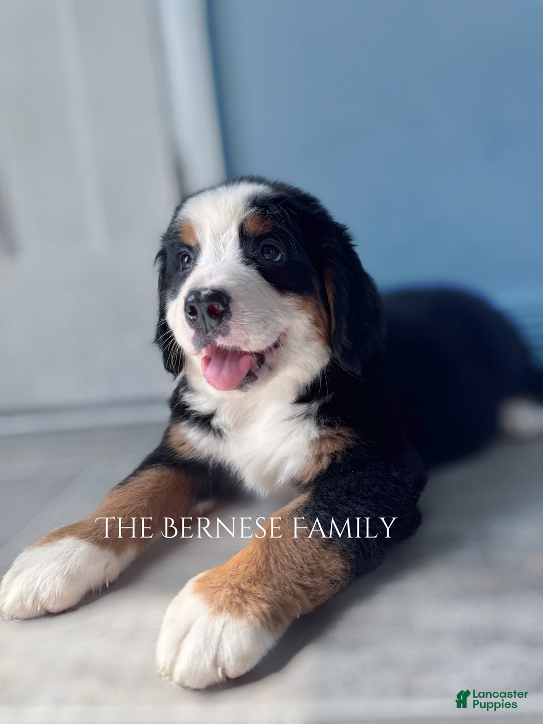 Bernese Mountain Dog dogs for sale: Female Big Blaze - Image 6