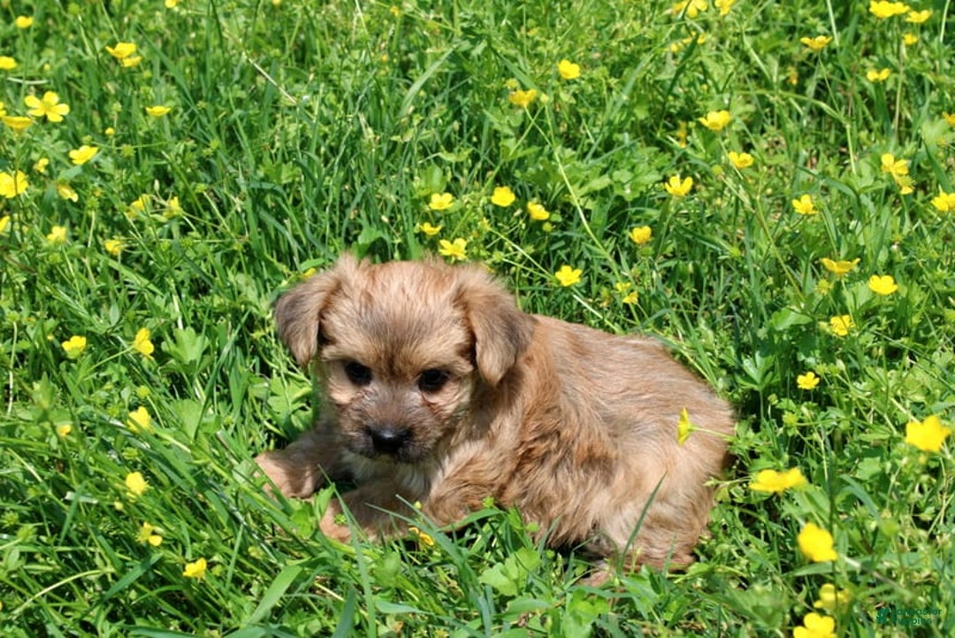 Morkie dogs for sale: Orianna - Image 3